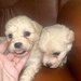 Bichon Maltez mini toy